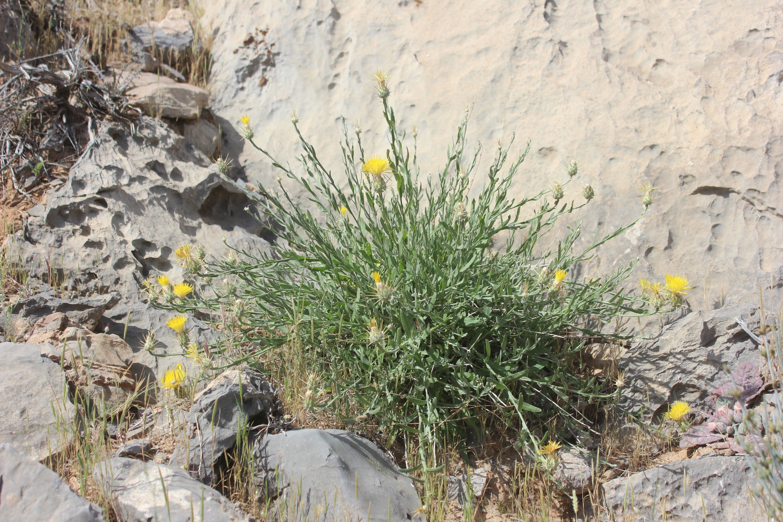 Plant Image